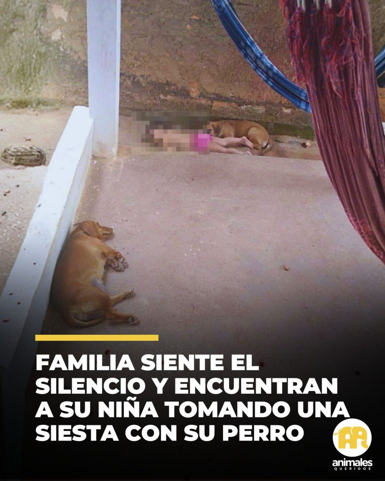 Familia siente el silencio y encuentran a su niña tomando una siesta con su perro