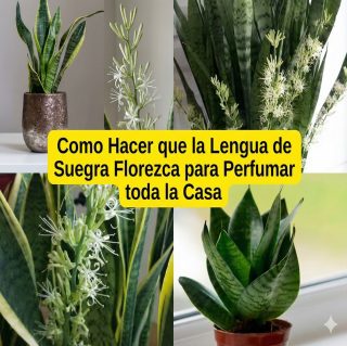 Cómo Lograr que una Planta Lengua de Suegra Florezca y que su Aroma Dure un Mayor Tiempo