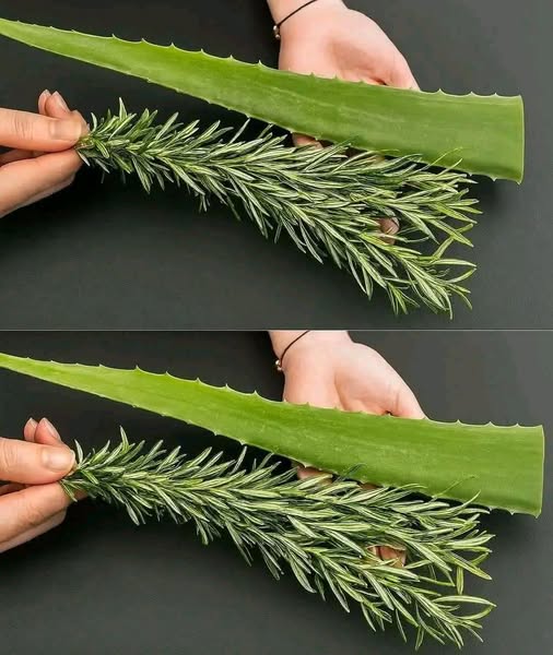 Tónico de Aloe Vera y Romero para Frenar la Caída del Cabello y Hacerlo volver a Crecer