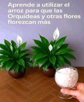 Aprende a utilizar el arroz para que las Orquídeas y otras flores florezcan más