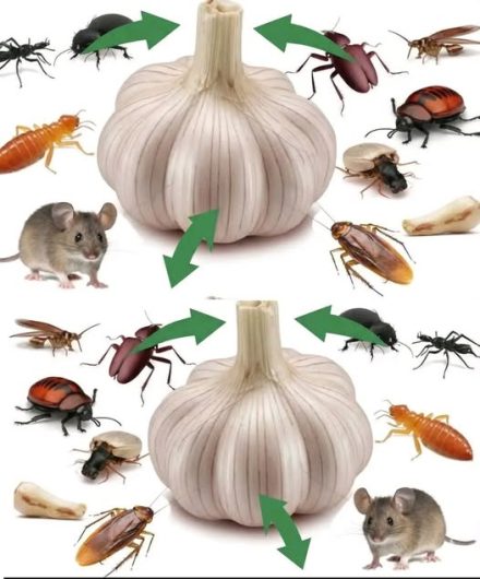 Insecticida Casero para Acabar con Moscas, Cucarachas y Mosquitos de Casa
