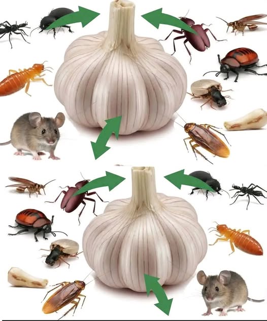 Insecticida Casero para Acabar con Moscas, Cucarachas y Mosquitos de Casa
