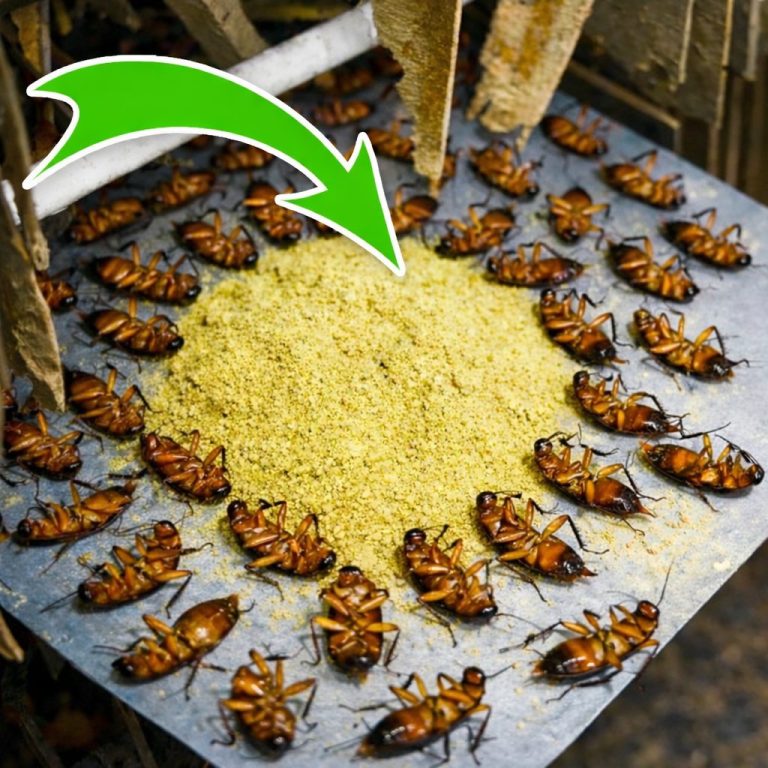 9 Brillante métodos para mantener a las pulgas, hormigas y cucarachas de su casa