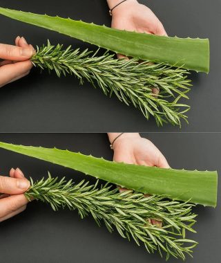 Tónico de Aloe Vera y Romero para Frenar la Caída del Cabello y Hacerlo volver a Crecer