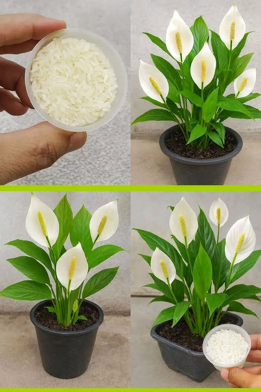 Aprende a utilizar el arroz para que las Orquídeas y otras flores florezcan más