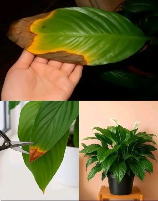 Estas son las razones por las que se secan las Puntas de las Hojas de tus Plantas: Te decimos cómo evitarlo