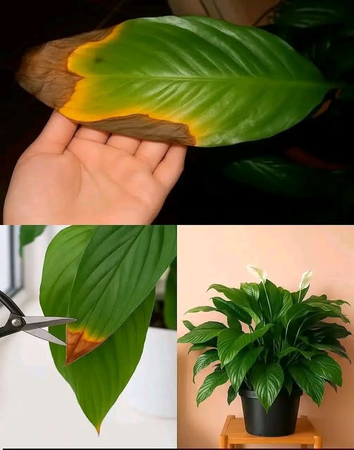 Estas son las razones por las que se secan las Puntas de las Hojas de tus Plantas: Te decimos cómo evitarlo