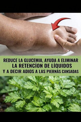 EL TESORO VERDE QUE NUESTRAS ABUELAS USABAN