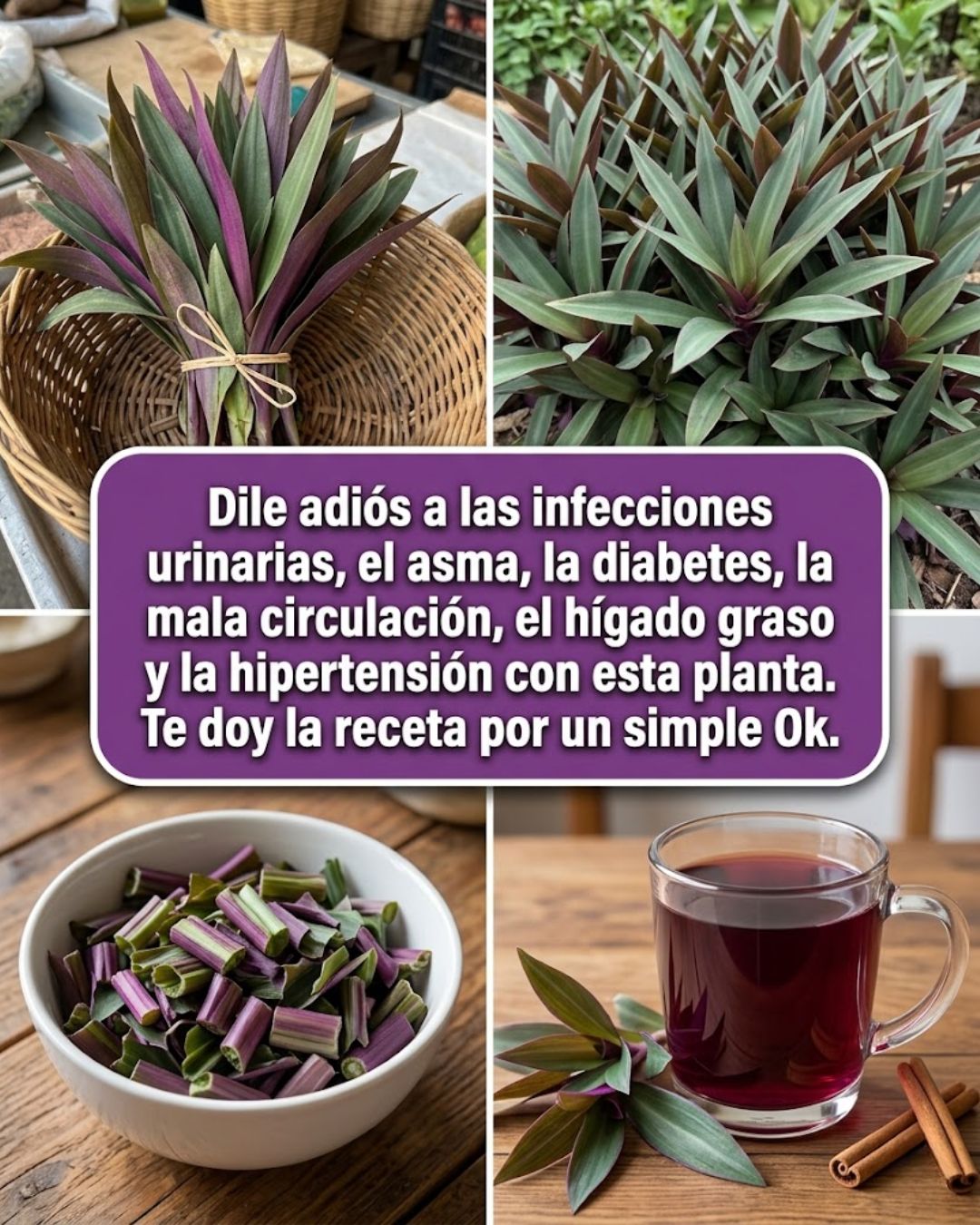 Los Increíbles Beneficios del Maguey Morado para la Salud — y Cómo Prepararlo