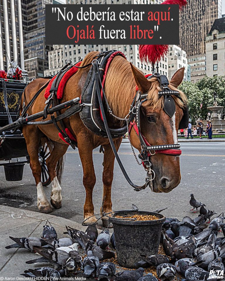 Caballos sufren en la ciudad de Nueva York: Ayuda a acabar con el negocio de los carruajes tirados por caballos ya