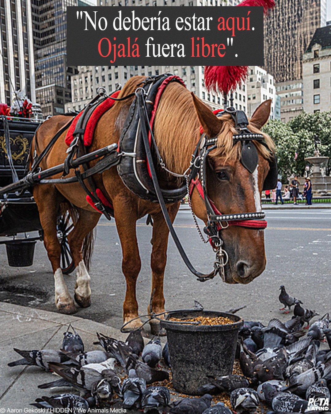 Caballos sufren en la ciudad de Nueva York: Ayuda a acabar con el negocio de los carruajes tirados por caballos ya