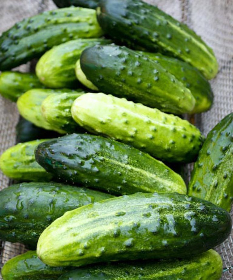 Los médicos revelan que comer pepinos en ensaladas provoca…