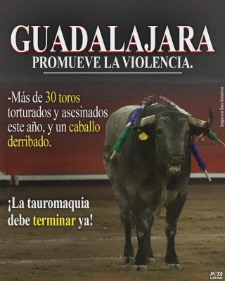 Es devastador reconocer que la barbárica “tradición” de la tauromaquia persiste en 2026. A pesar de la condena mundial, estos espectáculos espantosos continúan azotando a siete países: Ecuador, Francia, México, Perú, Portugal, España y Venezuela.