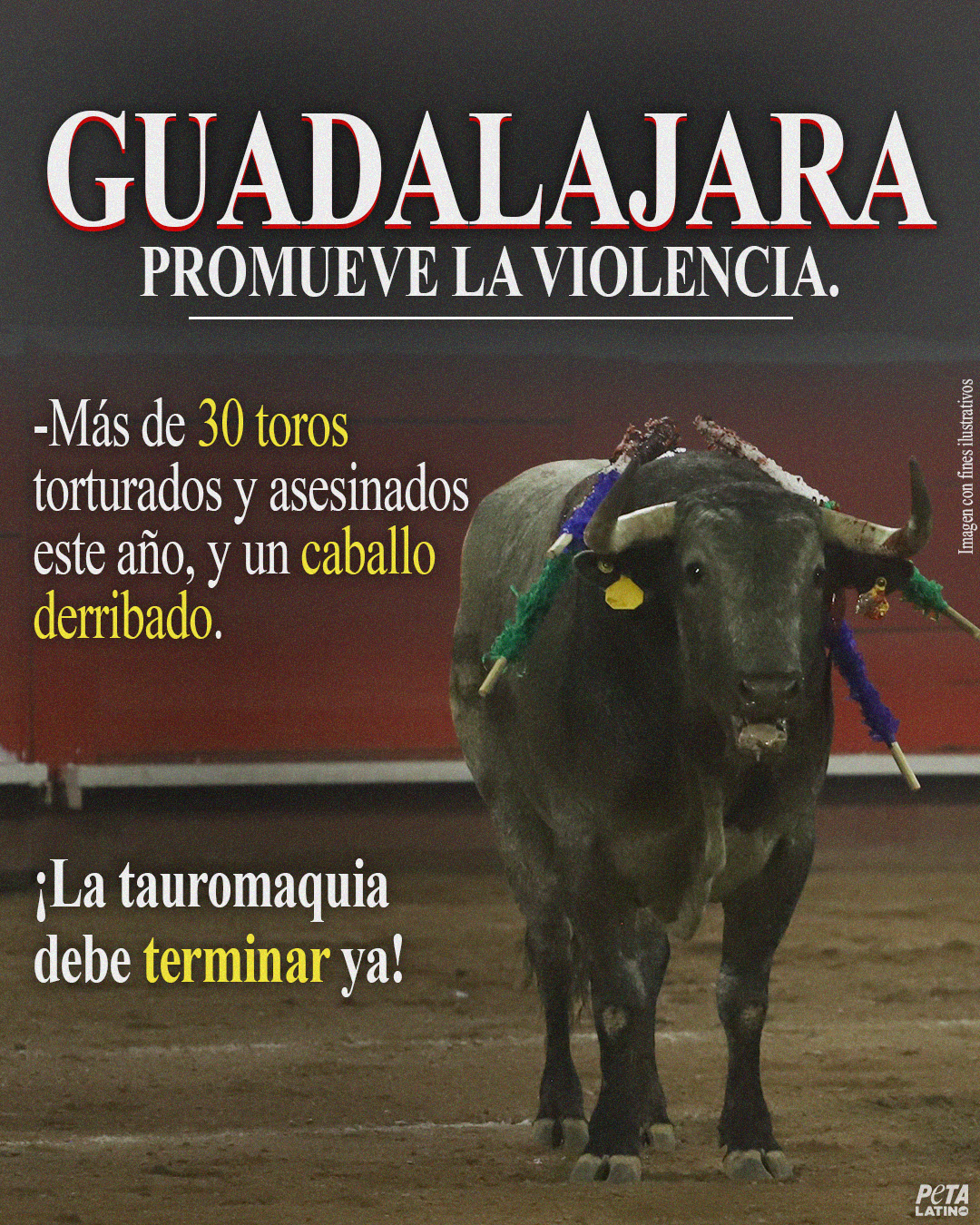 Es devastador reconocer que la barbárica “tradición” de la tauromaquia persiste en 2026. A pesar de la condena mundial, estos espectáculos espantosos continúan azotando a siete países: Ecuador, Francia, México, Perú, Portugal, España y Venezuela.
