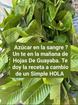 Té de Hojas de Guayaba: beneficios, propiedades y como prepararlo