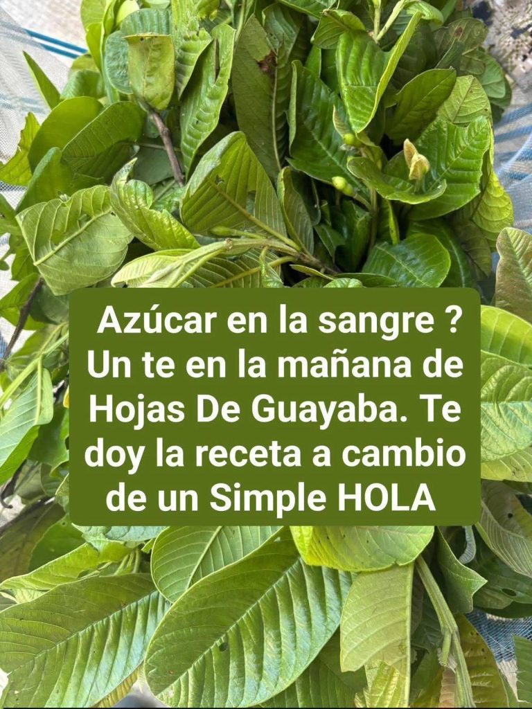 Té de Hojas de Guayaba: beneficios, propiedades y como prepararlo
