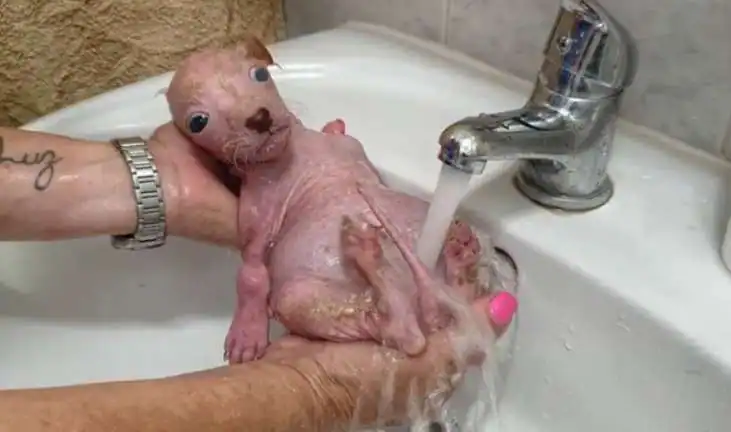 Un buen samaritano salva lo que cree que es un cachorro, pero la verdad sorprende a todos.