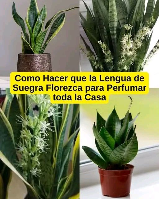 🌿 Cómo Hacer que la Lengua de Suegra Florezca y Perfume Toda Tu Casa 🌸✨