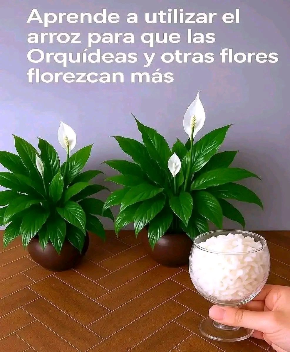 Aprende a utilizar el arroz para que las Orquídeas y otras flores florezcan más