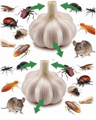 Cómo usar el ajo para deshacerse de plagas como ratones, moscas, piojos, cucarachas, mosquitos y otros insectos de cocina