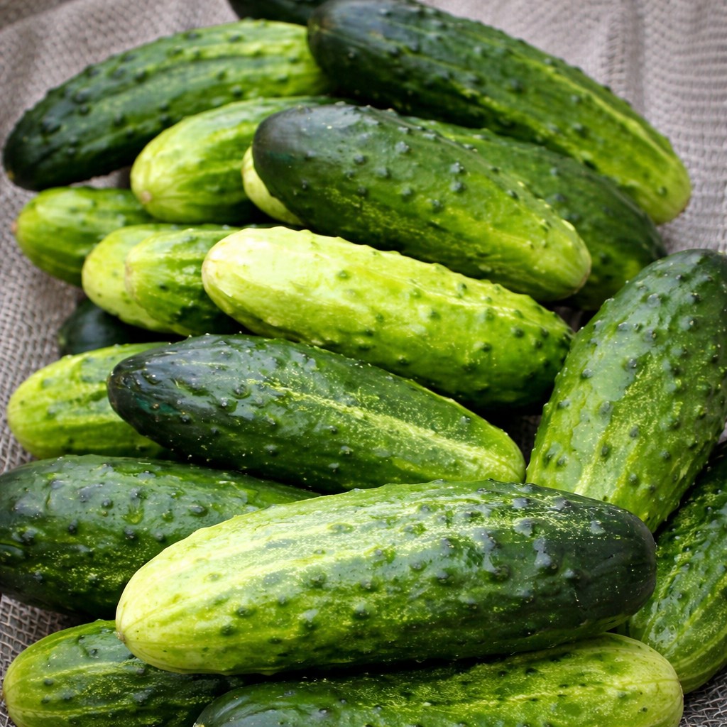 Los médicos revelan qué puede pasar al comer pepino en ensaladas: beneficios reales, mitos y cuándo puede causar molestias