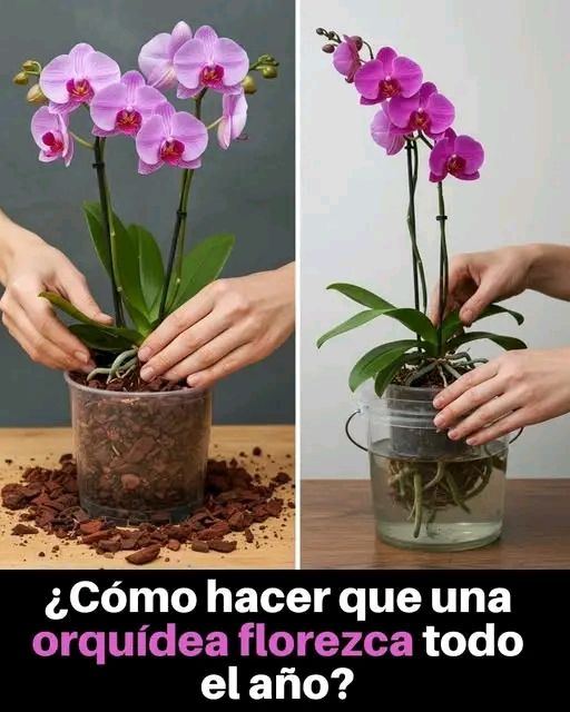 ¿No Puedes Hacer Florecer tus Orquídeas? El Ajo Podría ser la Respuesta que Buscas