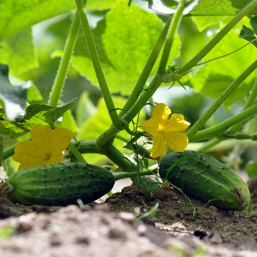 Los médicos revelan qué puede pasar al comer pepino en ensaladas: beneficios reales, mitos y cuándo puede causar molestias