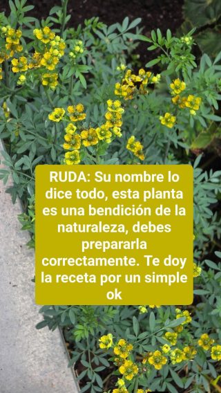 Beneficios y propiedades de la Ruda