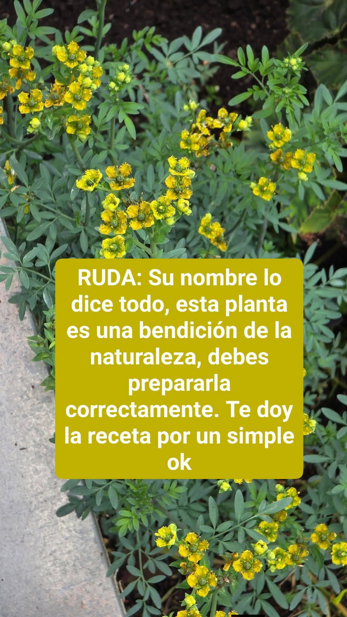Beneficios y propiedades de la Ruda