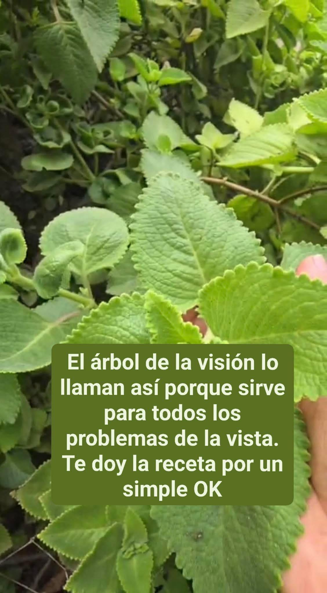 Receta de té de orégano