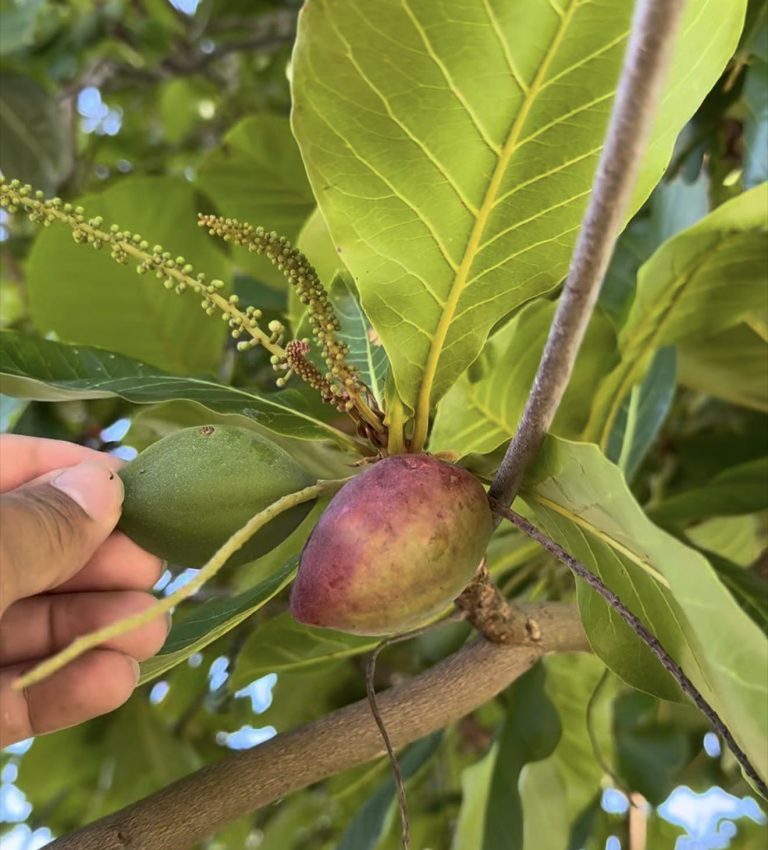 🌳 ¡LA HOJA DE ALMENDRO: EL DESCANSO QUE SU CORAZÓN Y SU PRESIÓN NECESITAN! 🌳