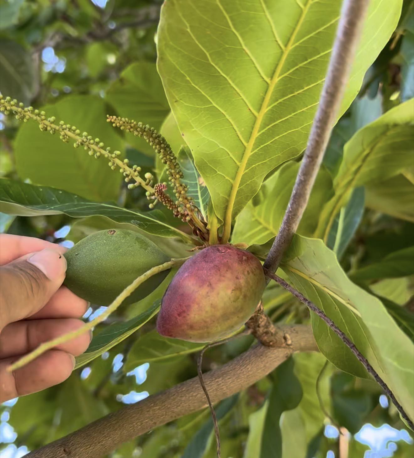 🌳 ¡LA HOJA DE ALMENDRO: EL DESCANSO QUE SU CORAZÓN Y SU PRESIÓN NECESITAN! 🌳