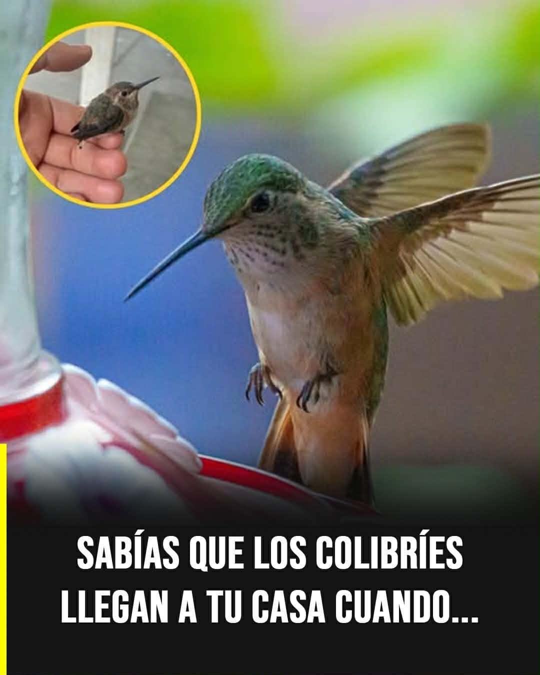 ¿Qué significa que un colibrí visite tu casa? Explicación científica y creencias populares