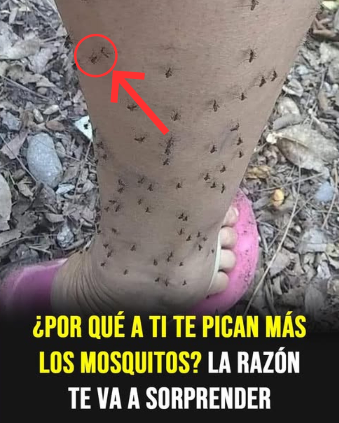Por qué los mosquitos te eligen siempre: la explicación científica que pocos conocen