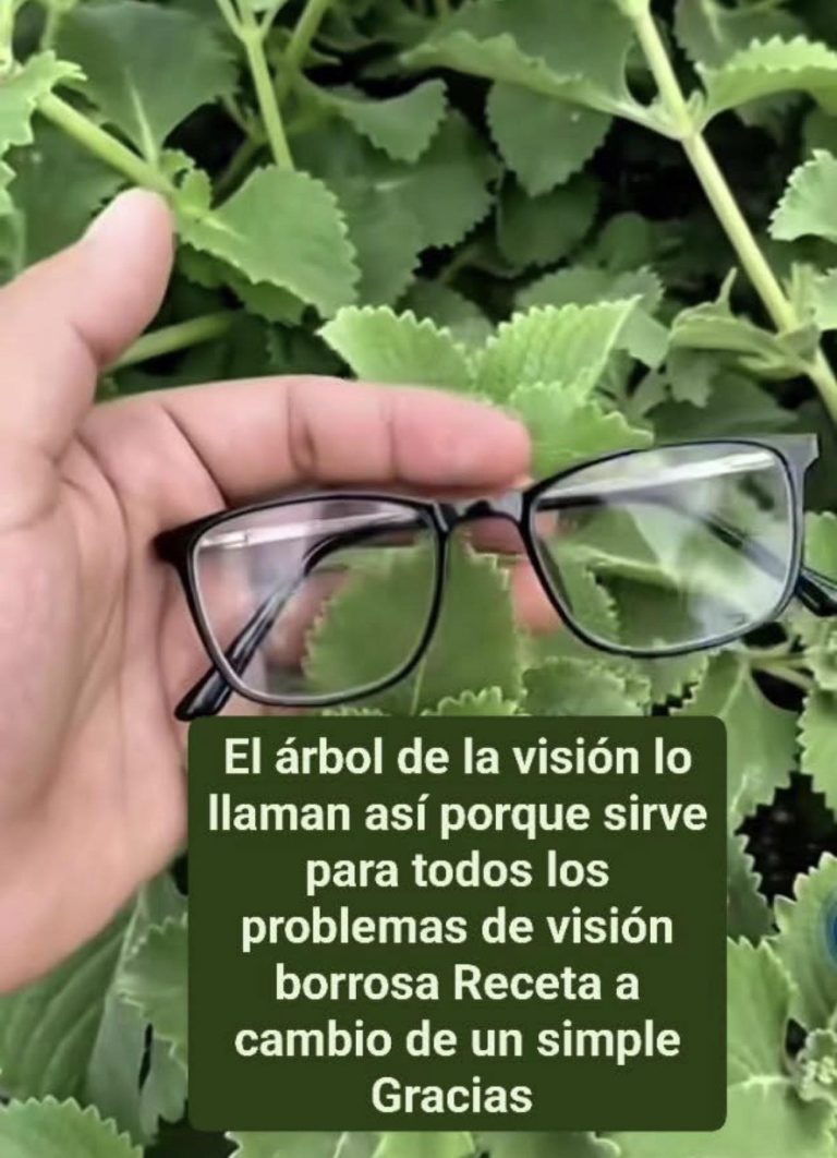 Receta de té de orégano