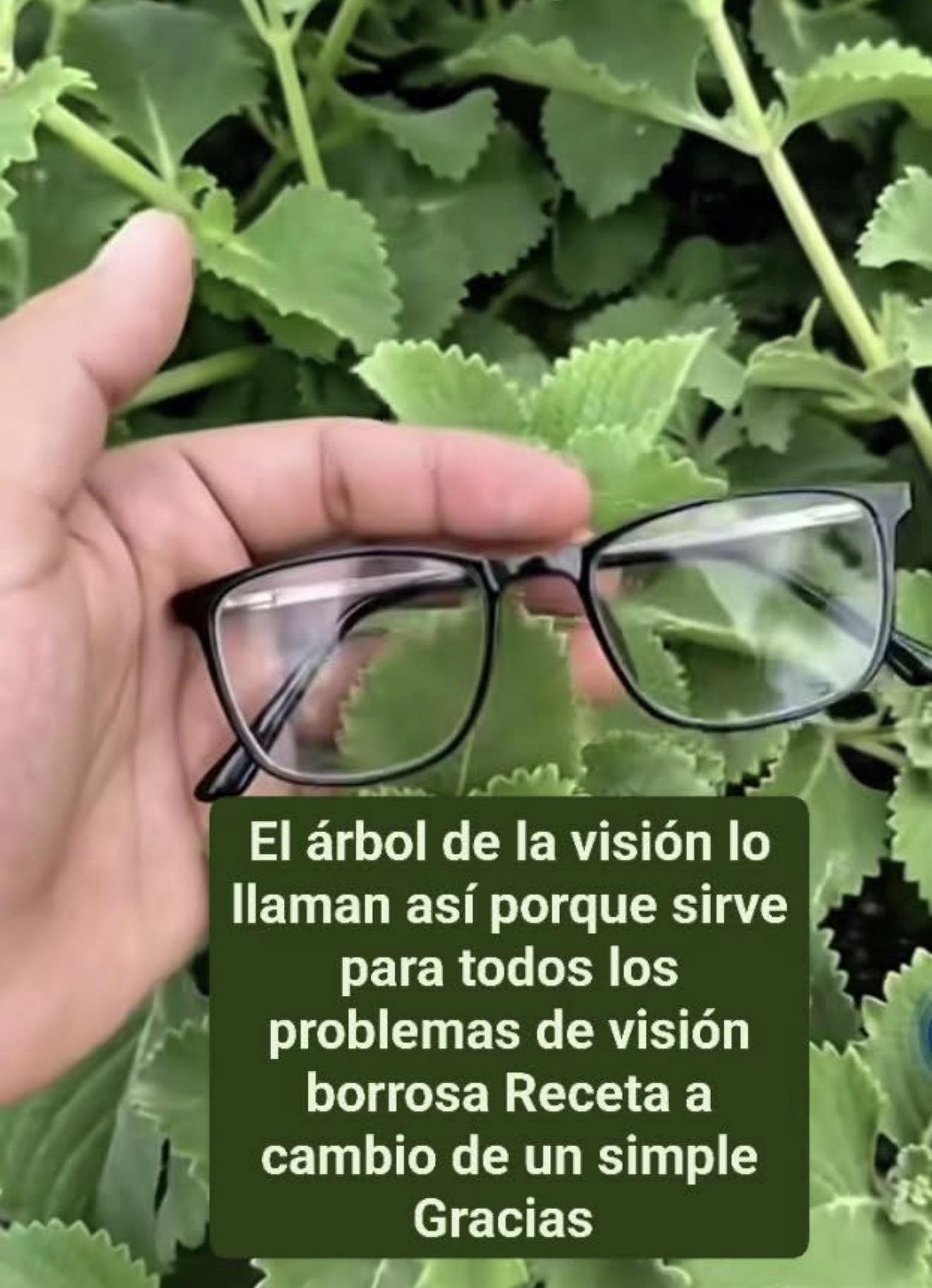 Receta de té de orégano