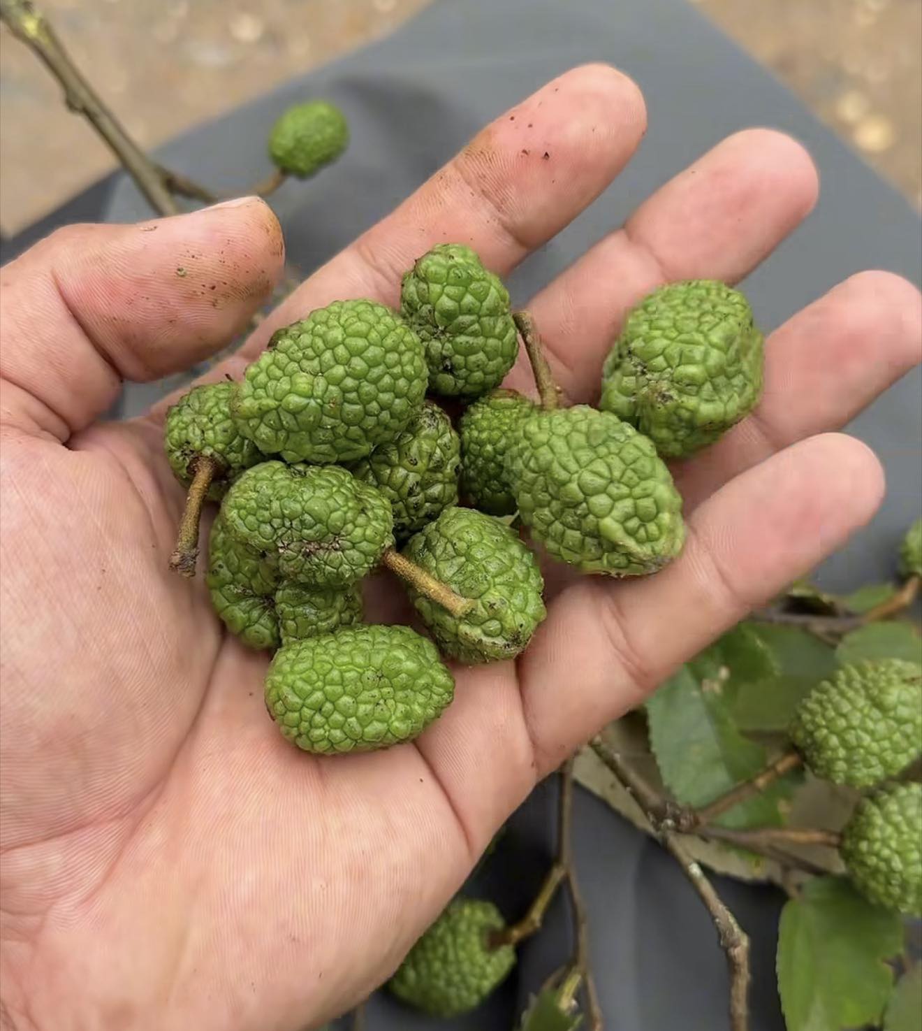 LA SEMILLA VERDE DEL GUÁCIMO: EL MILAGRO REGENERADOR DE LA TIERRA!