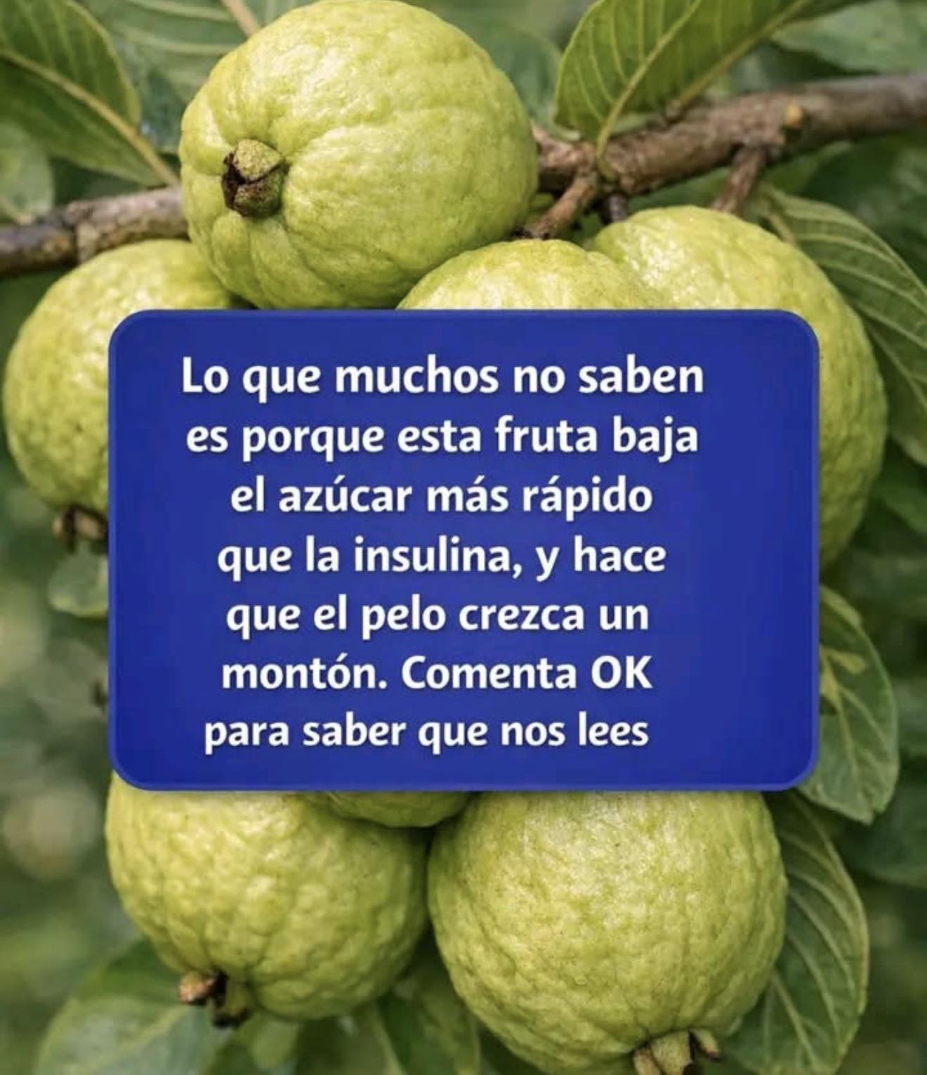 Té de Hojas de Guayaba: beneficios, propiedades y como prepararlo