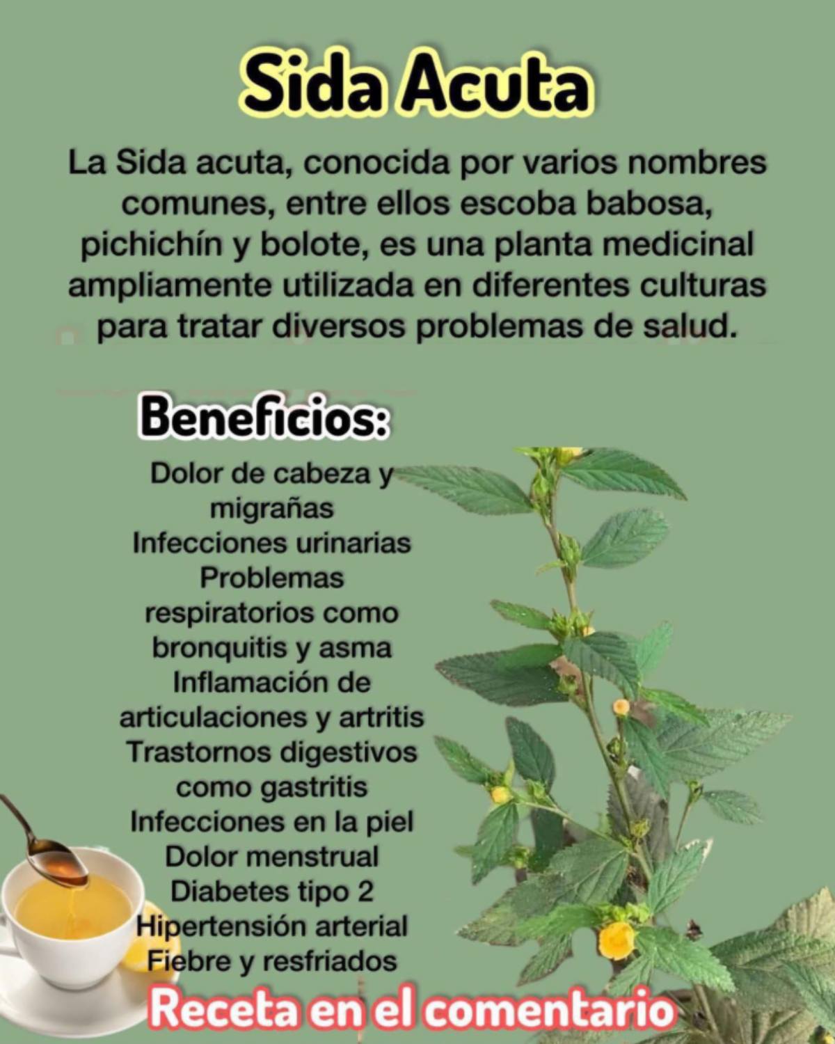 Sida acuta: usos, recetas y beneficios medicinales