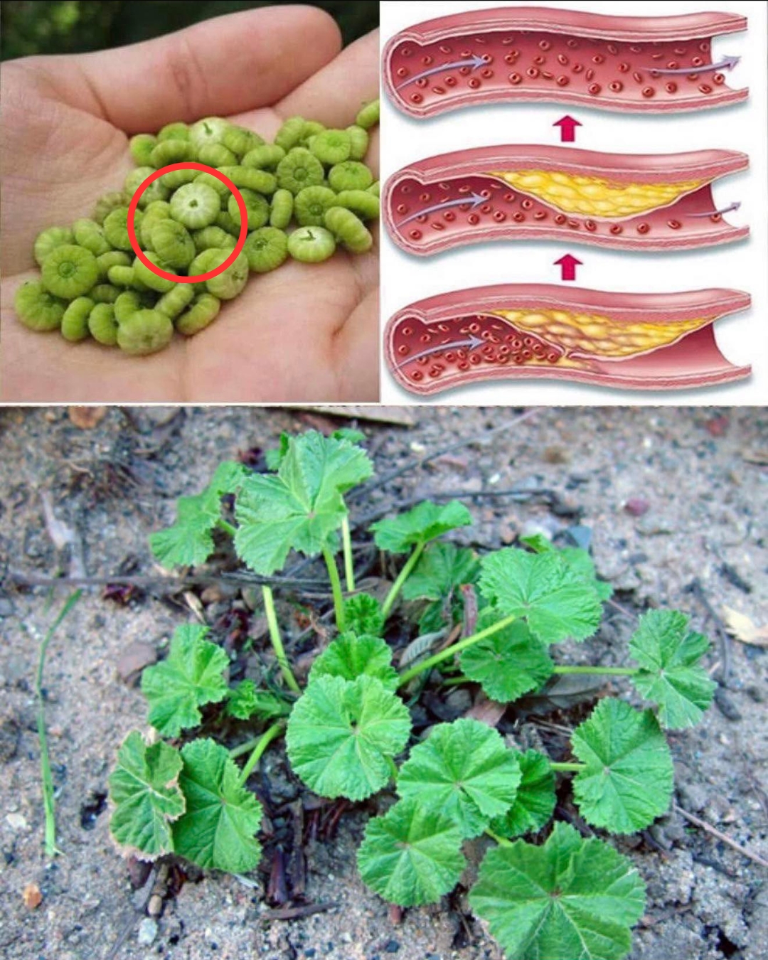 Los increíbles beneficios de la malva para la salud