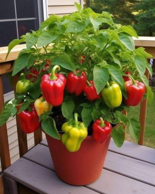 ¿Cómo Cultivar Tus Propios Pimientos En Casa? Ahora Es Muy Fácil Aquí Te Enseñamos