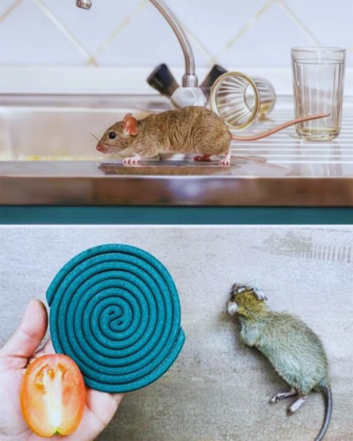 Aerosol repelente de ratones casero 🐭🚫