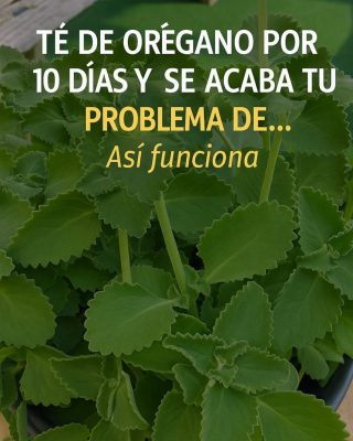 Té de oregano para todo! – ¿para qué sirve?