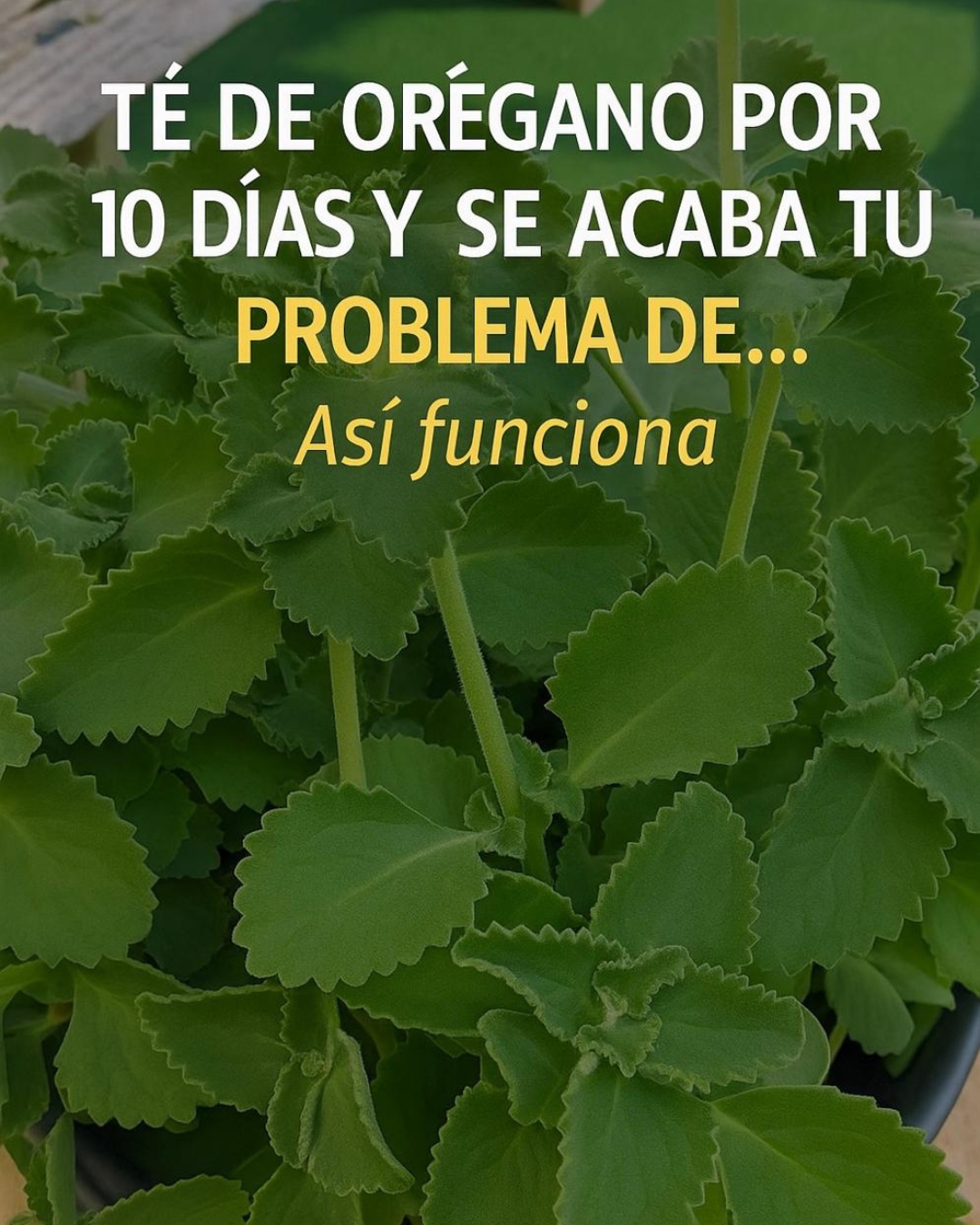 Té de oregano para todo! – ¿para qué sirve?
