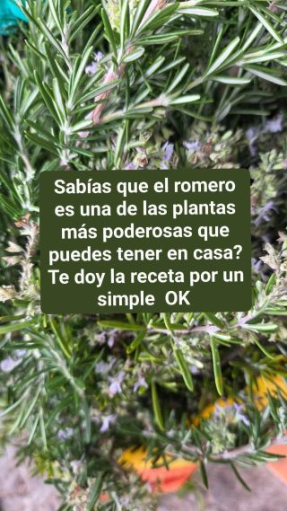 Té de romero