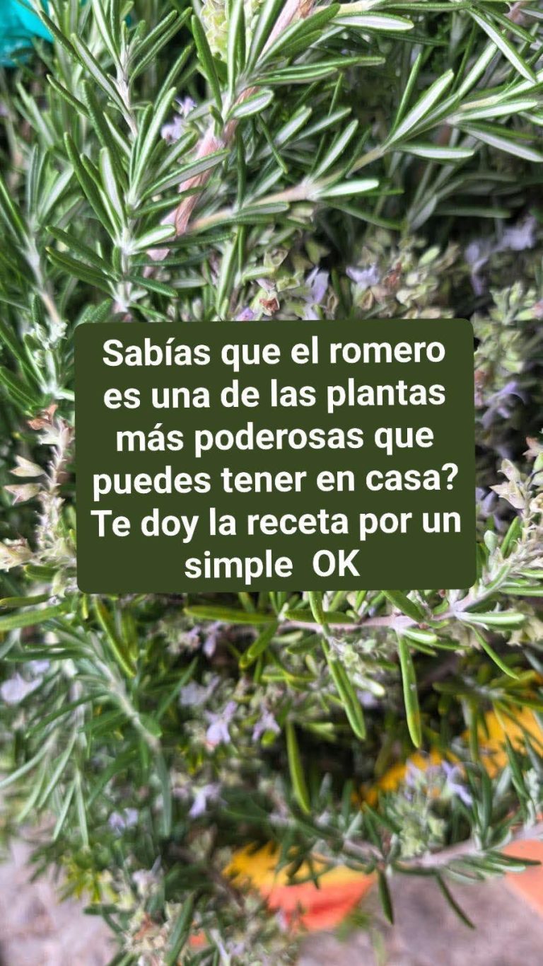 Té de romero