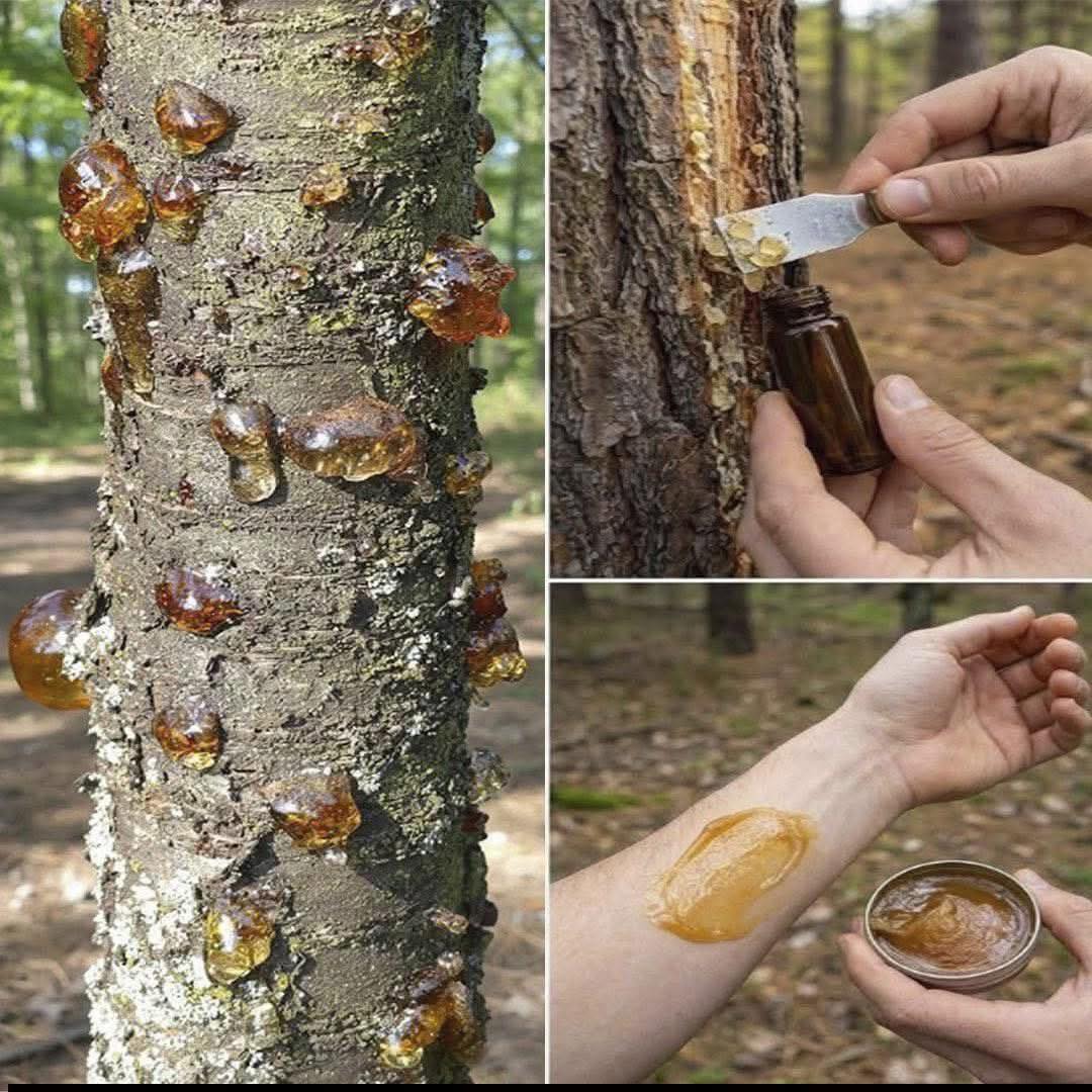 La Resina Olvidada que Vale Oro: El Tesoro Natural que Pocos Supieron Reconocer