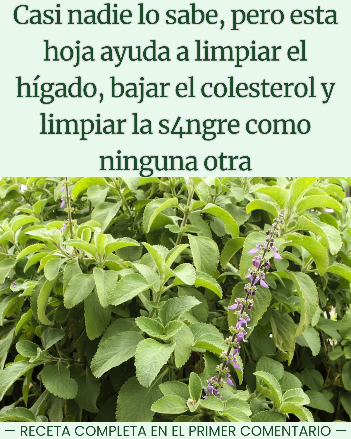 Boldo depurativo: infusión natural para limpiar el cuerpo