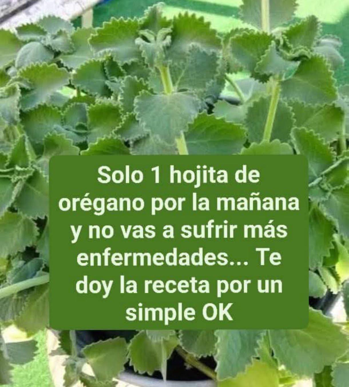 Si tienes esta planta en tu casa, tienes un tesoro y no lo sabías