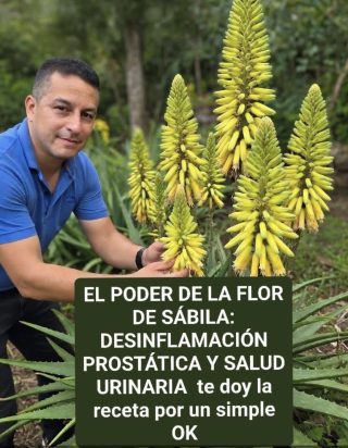 Cómo preparar paso a paso el jugo de aloe vera